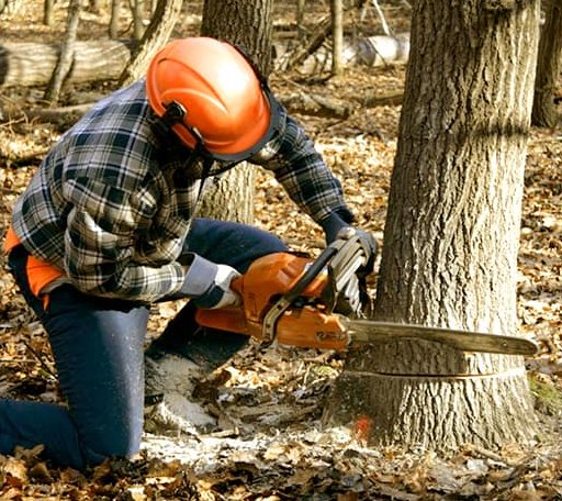 Tree Removal in Warm Springs, MT